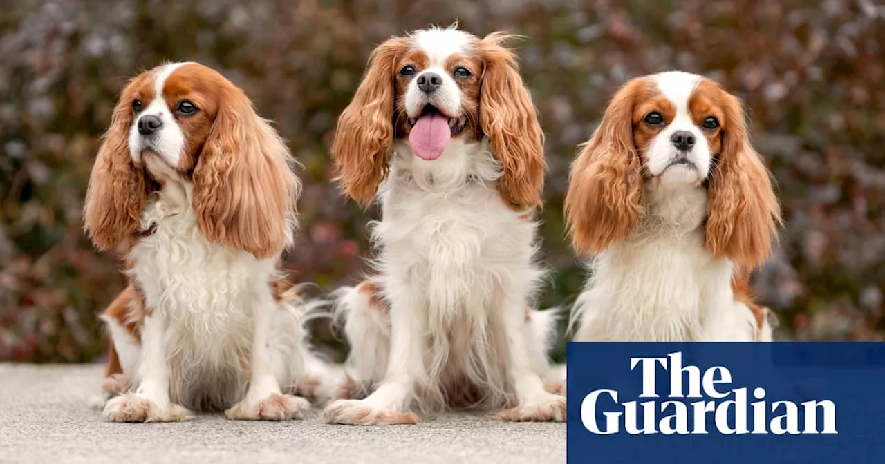 Dog breeds must be ‘rebooted’ to halt health problems, says expert