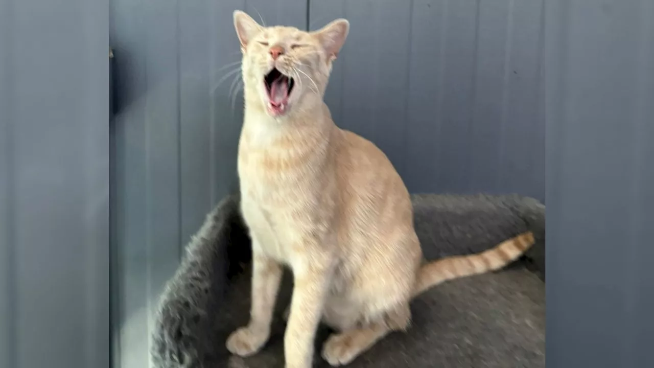 Así le puedes quitar el calor a tu gatito en esta temporada