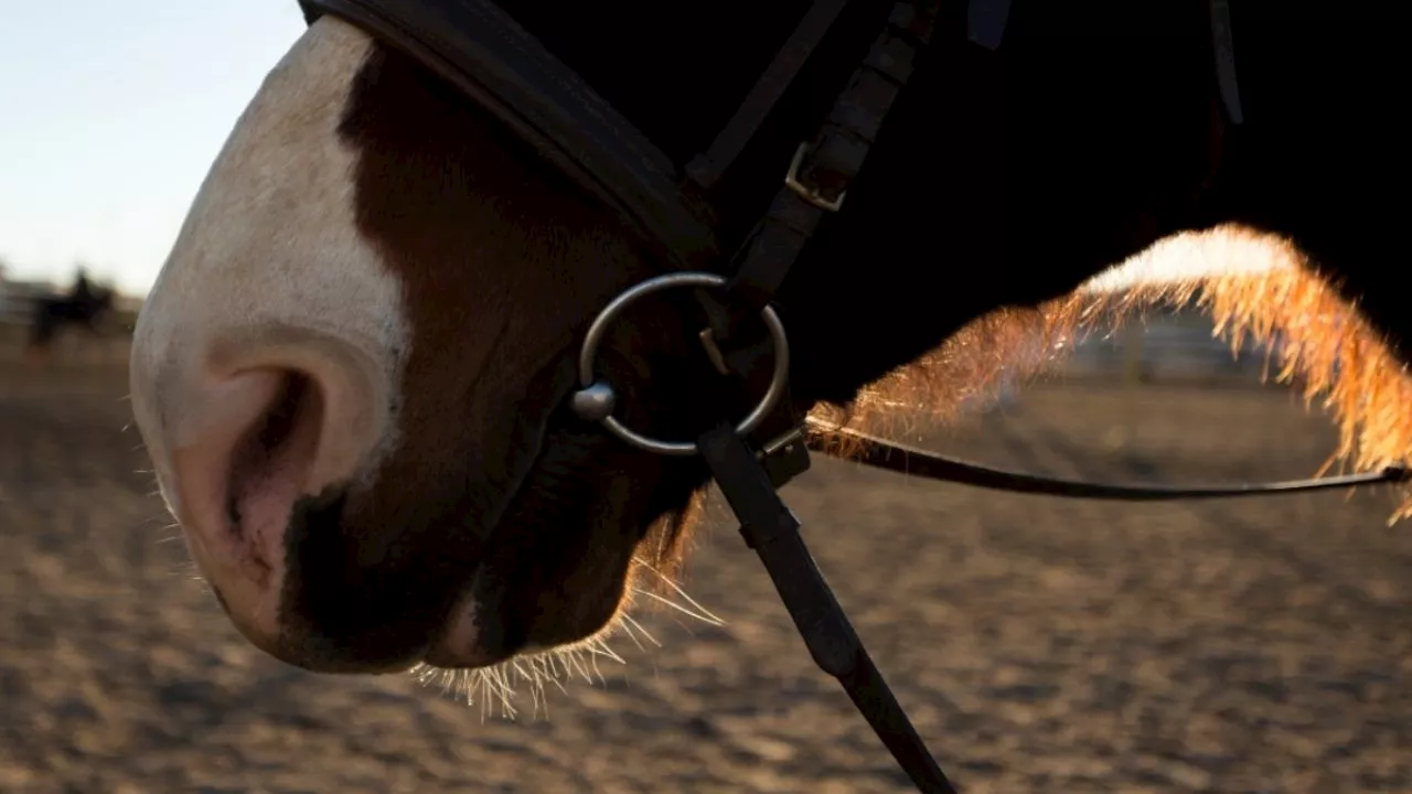 IMÁGENES FUERTES: Atropellan a tres caballos y los dejan abandonados en calles de Iztapalapa