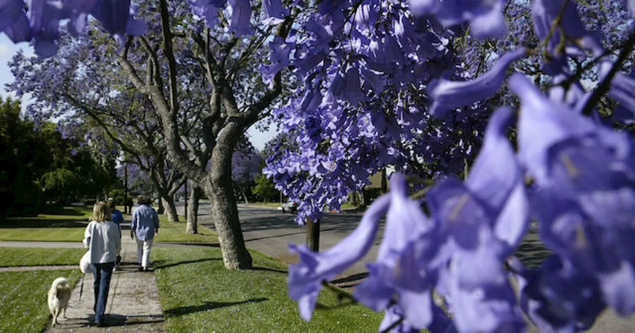 It's Love Or Hate (Or Love And Hate) Jacaranda Tree Time Of Year Again