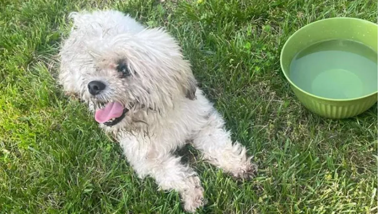 La tragedia di Teddy, il cane cieco e sordo ucciso da un poliziotto. La città si ribella