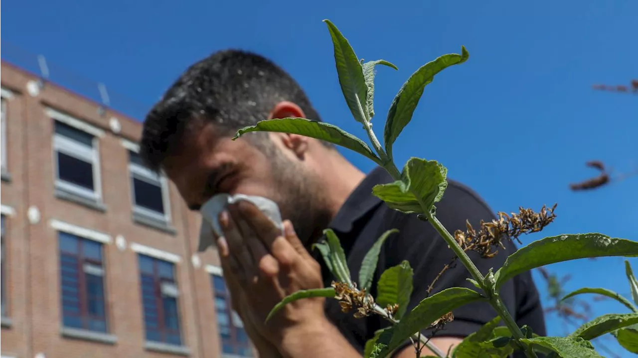 Allergies aux pollens : les Hauts-de-France sont en alerte rouge aux graminées