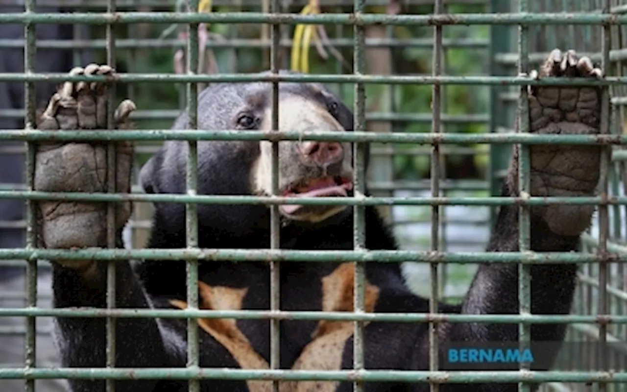 Perhilitan: Male sun bear trapped days after female caught in Tanah Merah