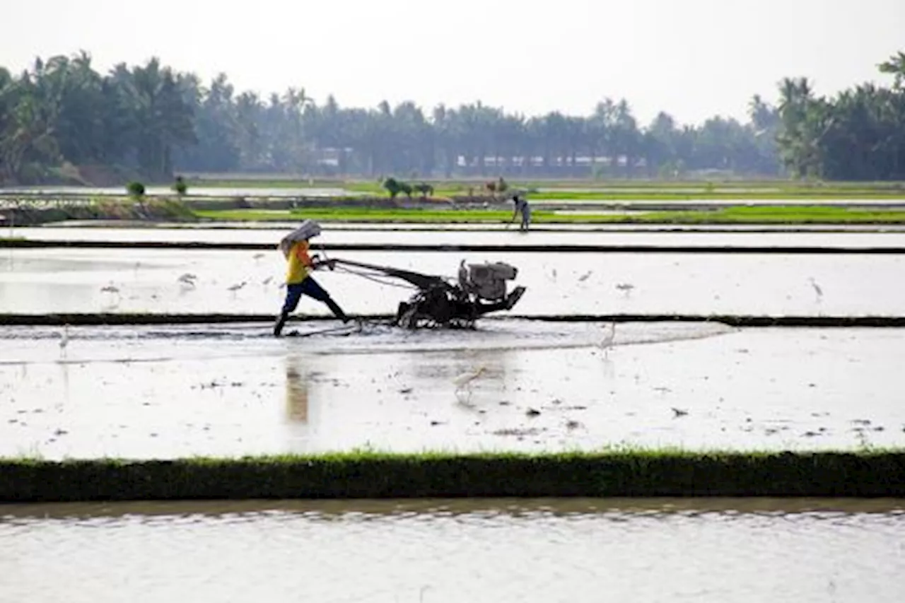 Optimalisasi Lahan Rawa Menjadi Sawah di Sumut