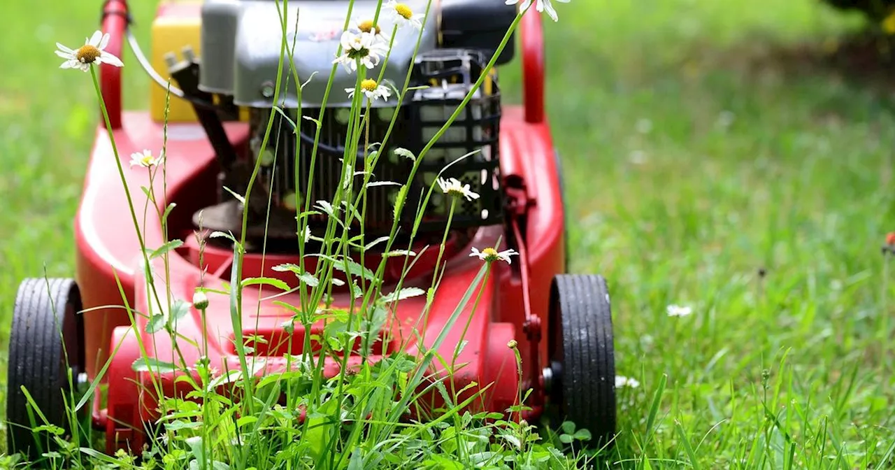  the mistake to avoid when mowing long grass'