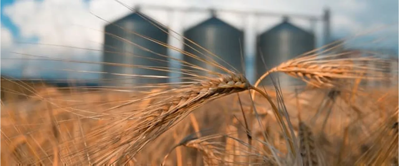 The Ukraine War Has Transformed Global Grain Trade