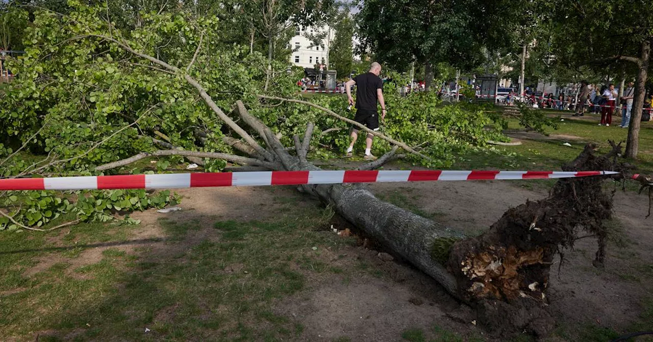 Berlin Mauerpark: 3 Verletzte durch umstürzenden Baum