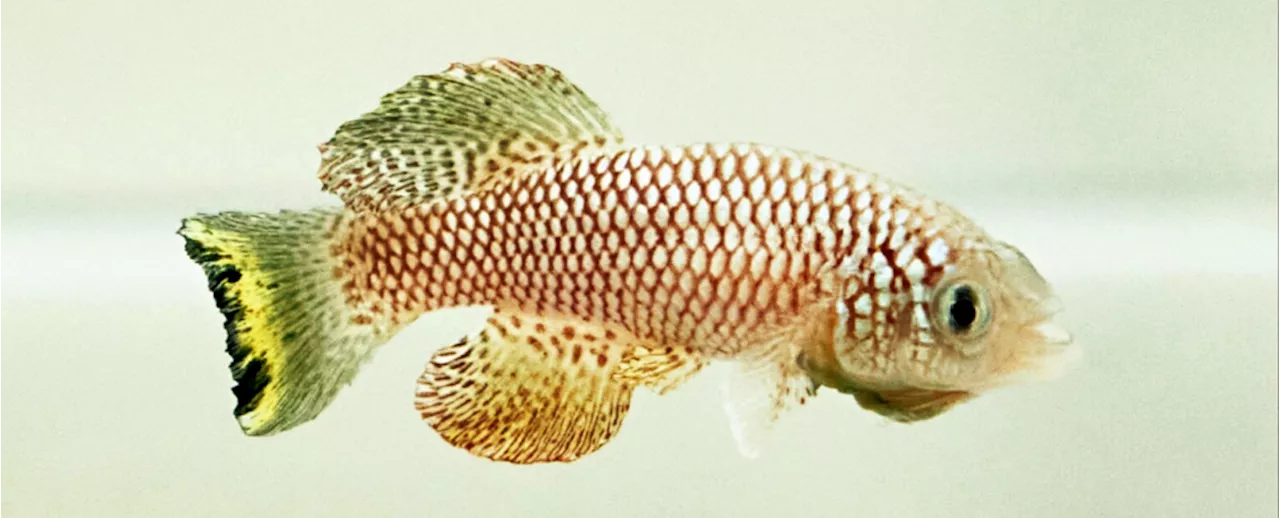 These Tiny Fish 'Unlocked' Ancient Genes to Survive Months-Long Droughts