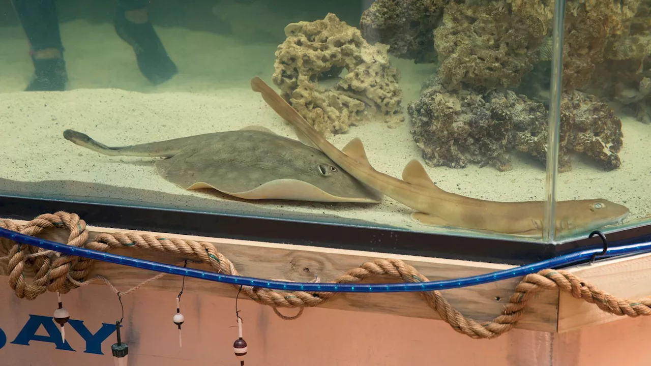 'Virgin' pregnant stingray Charlotte has 'rare disease', says North Carolina aquarium