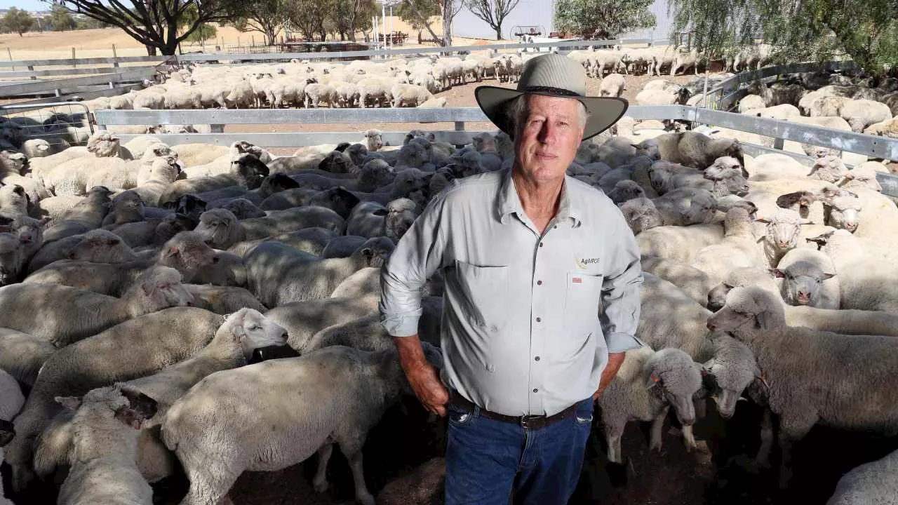 Prominent livestock leader slams Agriculture Minister Murray Watt over sheep export ban