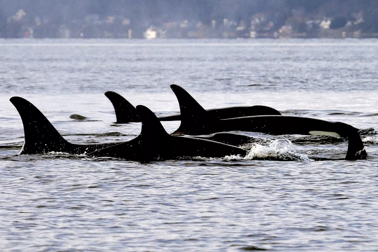 BEYOND LOCAL: Montreal-based startup gets $850,000 to protect whales with artificial intelligence