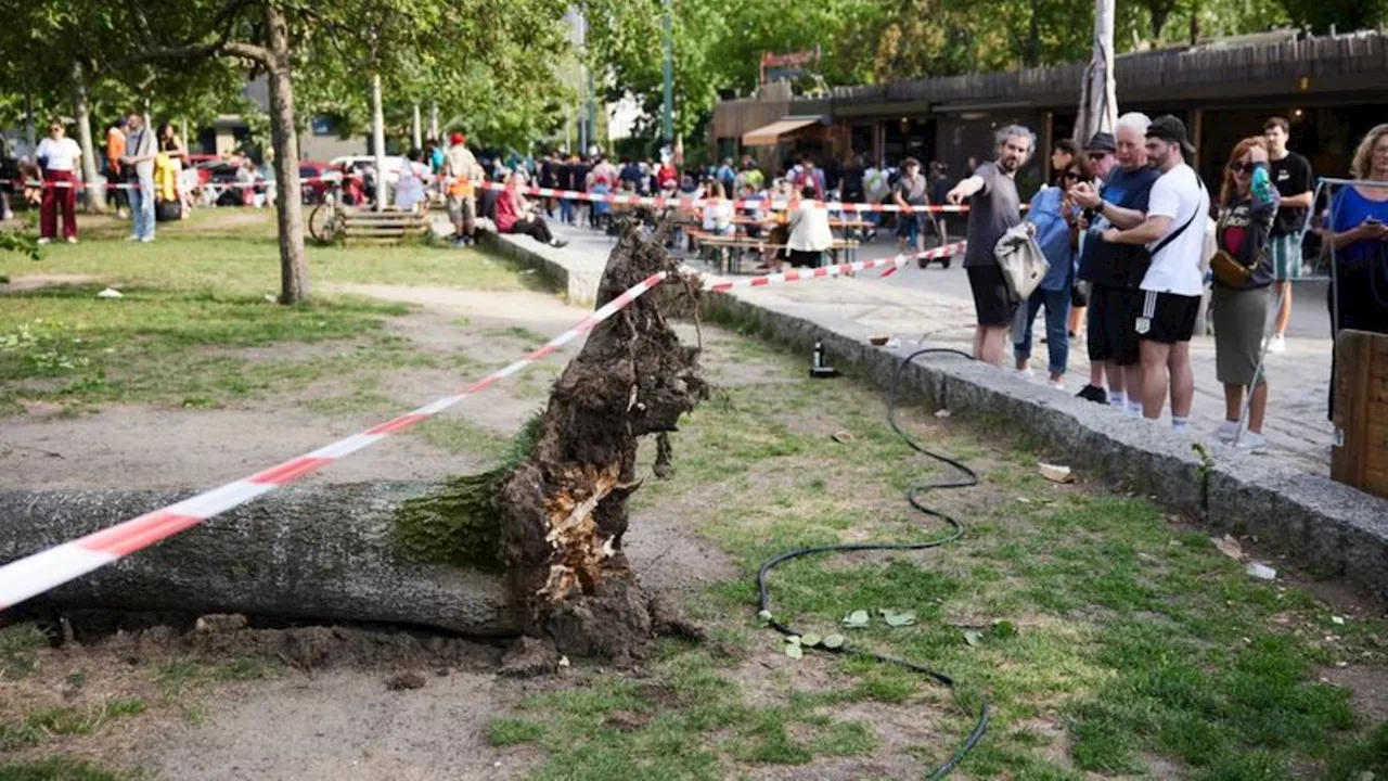 Feuerwehreinsatz: Baum stürzt im Berliner Mauerpark um: Drei Verletzte