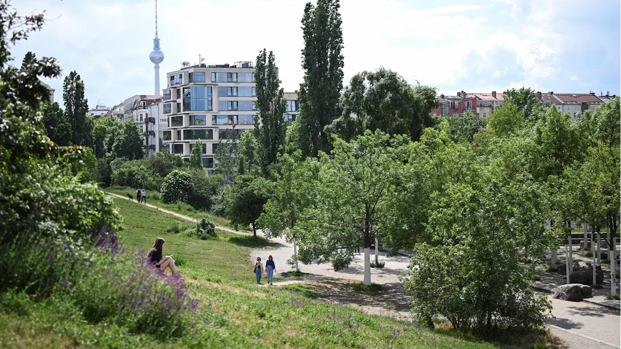 Mehrere Menschen getroffen: Baum stürzt im Berliner Mauerpark um