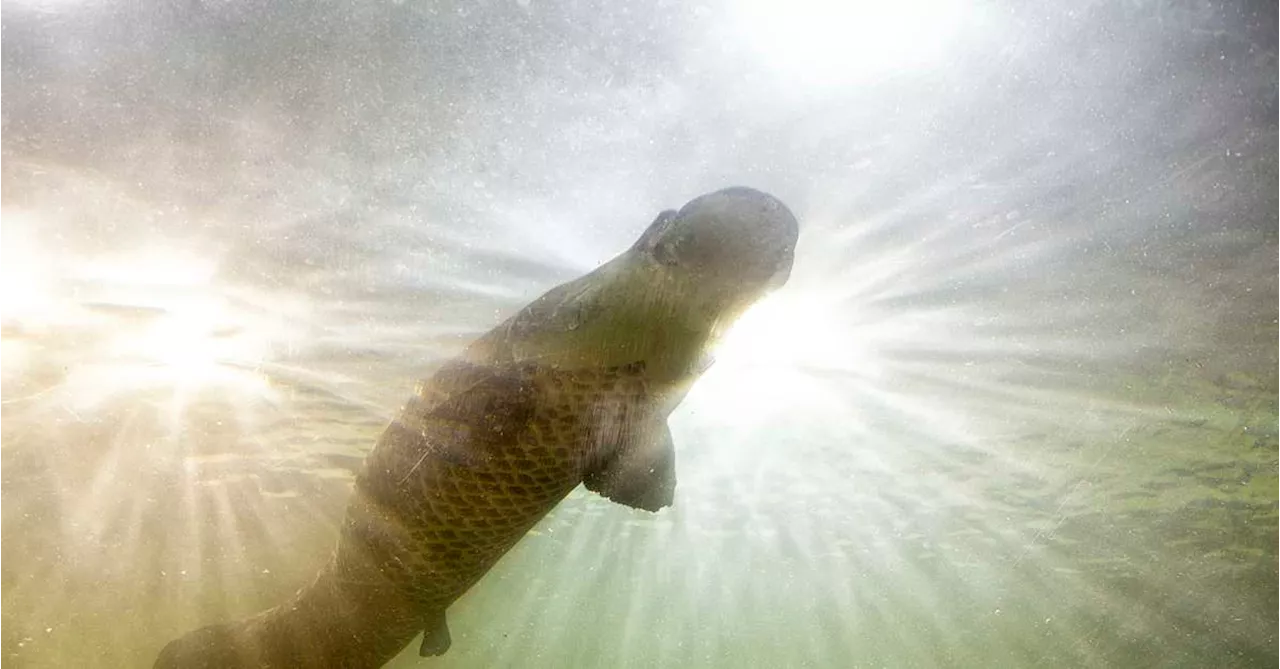 Confira 5 curiosidades sobre o peixe que boceja