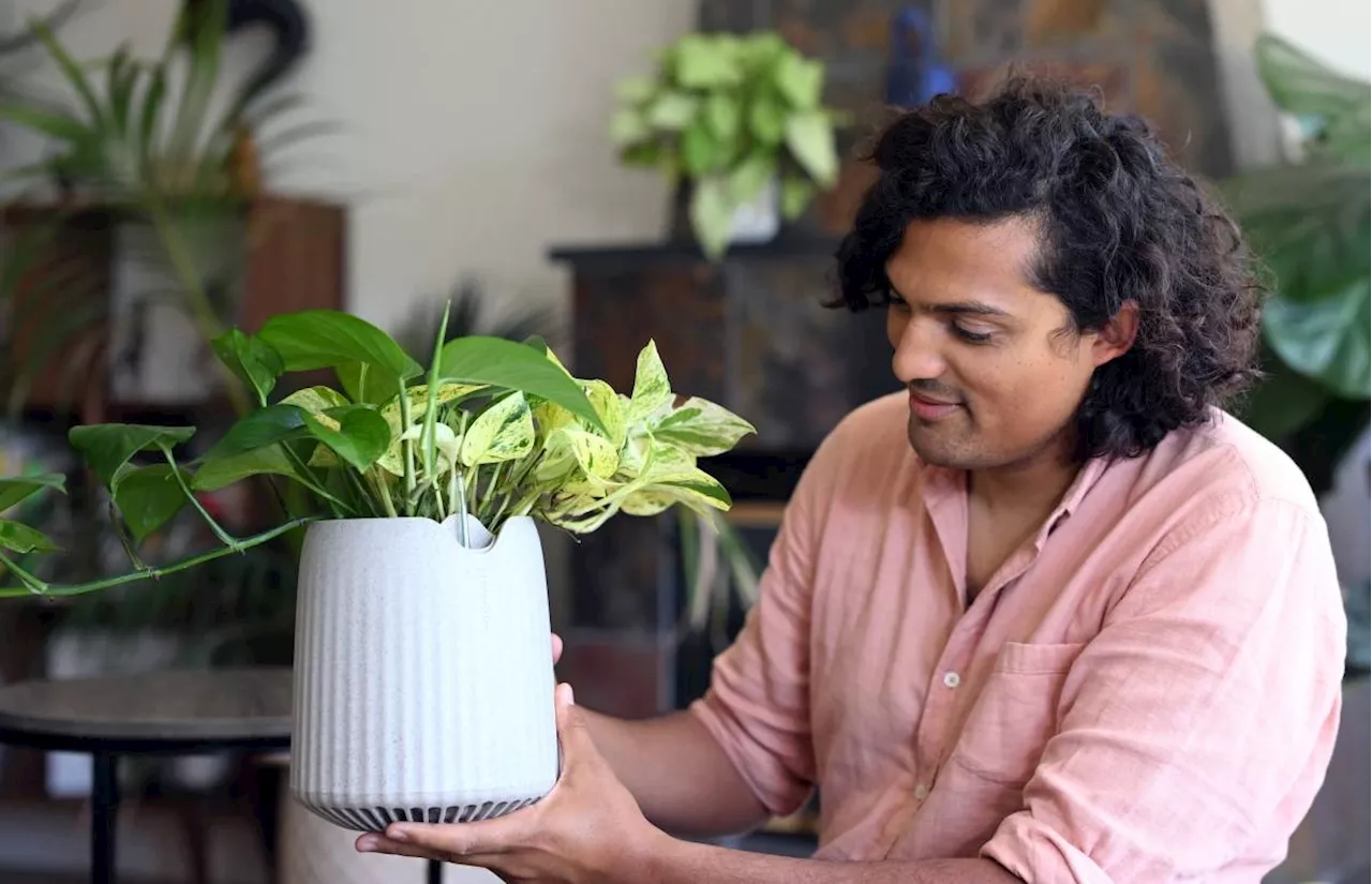 Meet Neo Px: the super plant that attacks air pollution