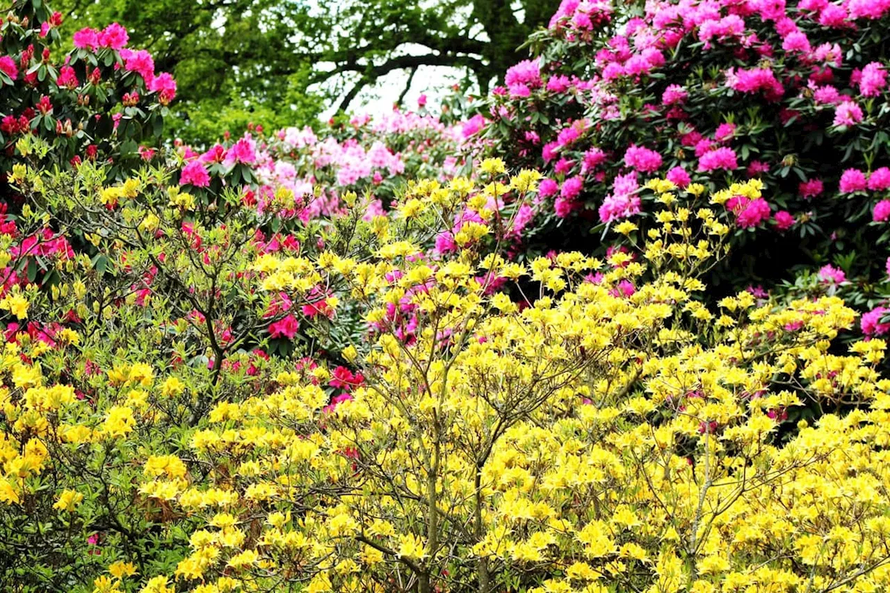 Gardening tips: How to grow rhododendrons in your Yorkshire garden