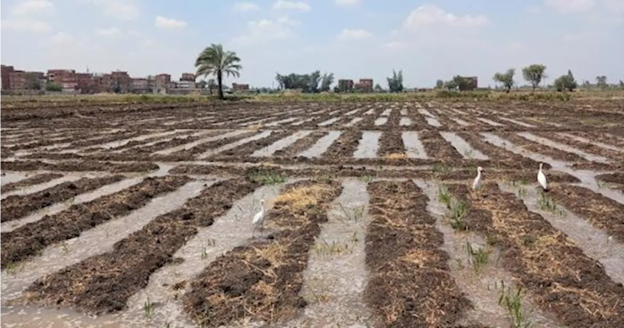 179 مليار جنيه استثمارات موجهة للزراعة والري بخطة العام المالي الجديد