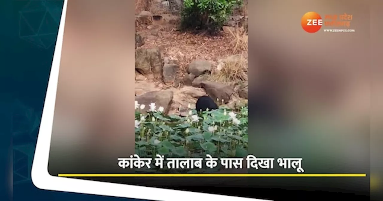 Kanker Video: भीषण गर्मी में भालू से बुझाई प्यास, कैमरे में कैद हुआ खूबसूरत नजारा