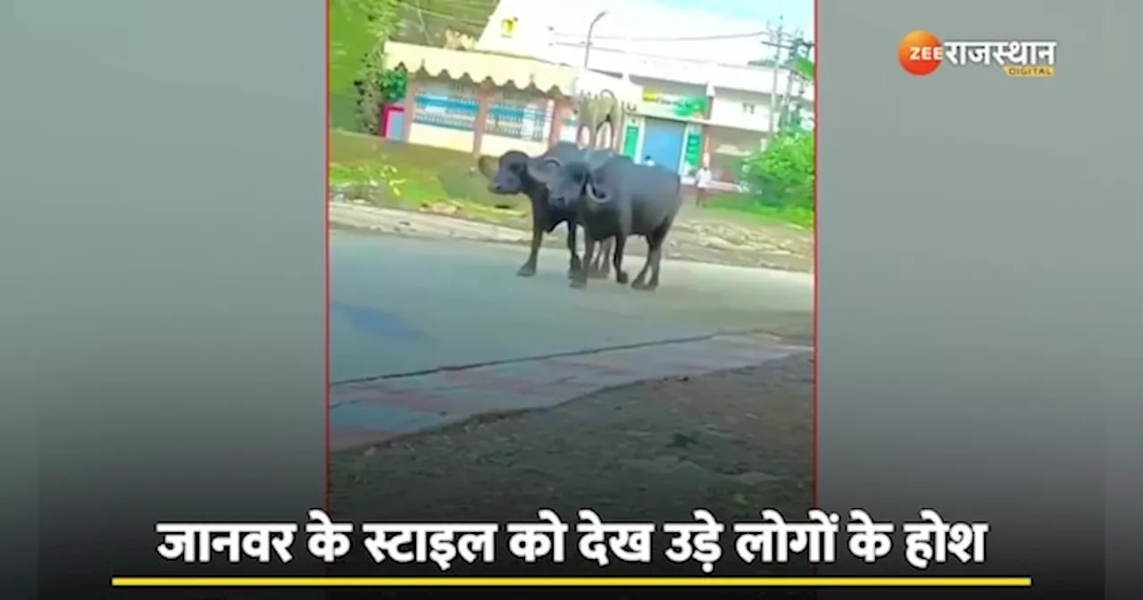 Viral Video: कुत्ते का शाही अंदाज! इतने स्वैग से की भैंस की सवारी, देखने वालों के होश उड़े