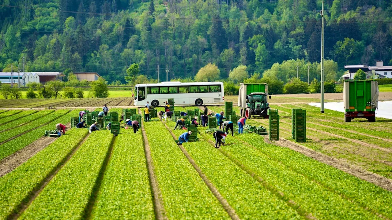 Arm verloren: Chef lässt Erntehelfer nach Arbeitsunfall verbluten