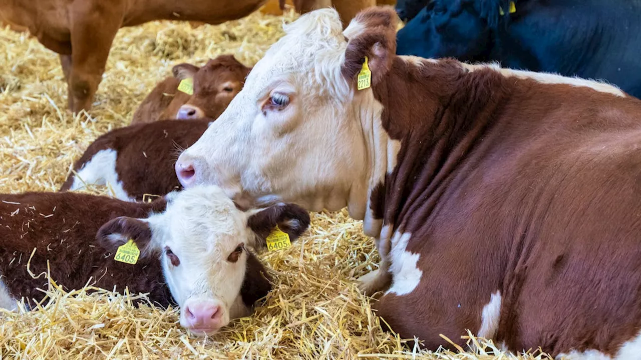 Zürcher Bauer steht wegen mehrfacher Tierquälerei vor Gericht