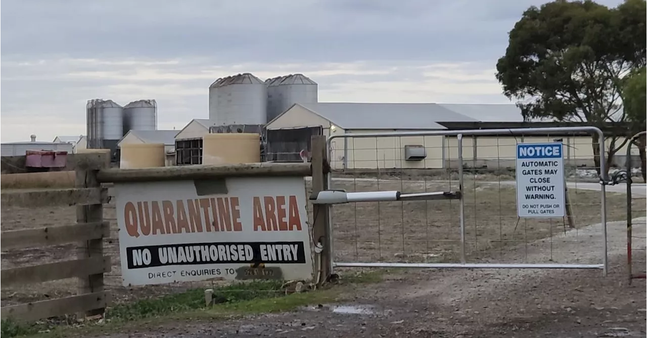 Three farms under lockdown, thousands of poultry dead in NSW bird flu outbreak