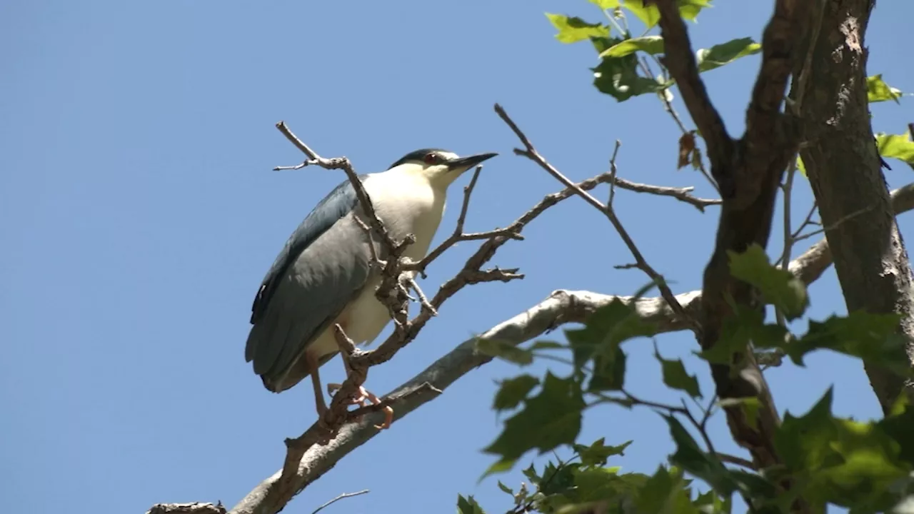 Google nesting site for shorebirds in Mountain View healthy and thriving