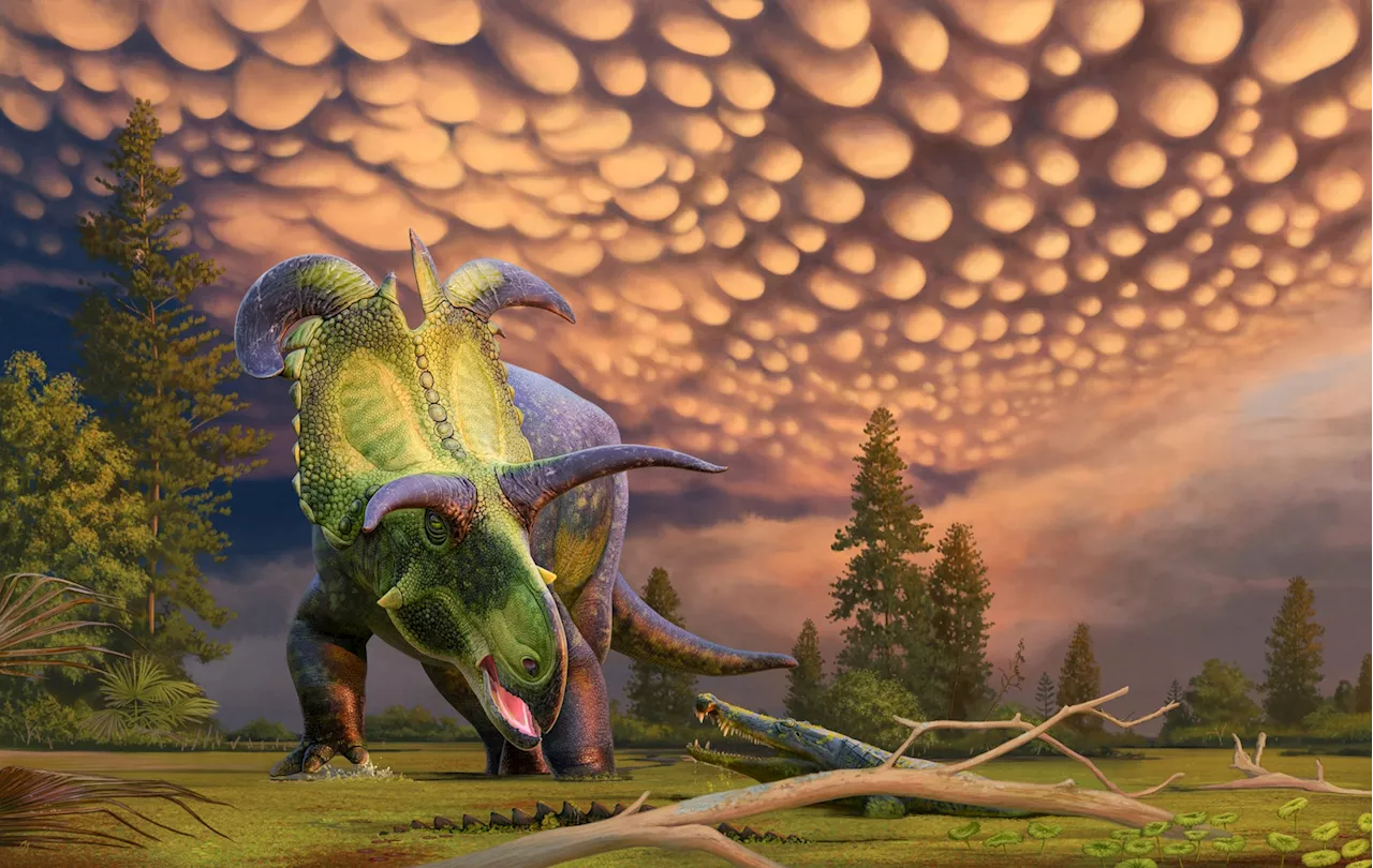 New horned dinosaur species discovered 'largest and most ornate' of its kind ever found