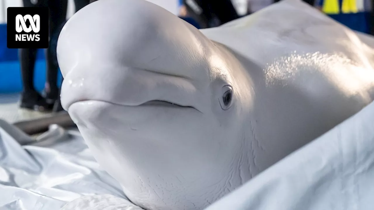 Beluga whales take gruelling journey across war-ravaged Ukraine to reach new home in Spain