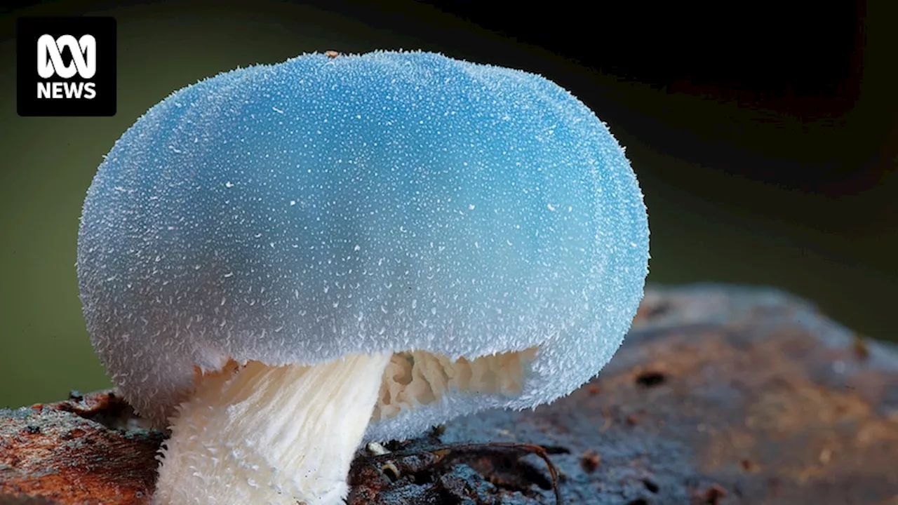 Puffballs to polypores: Why we know so little about Australia's fungi