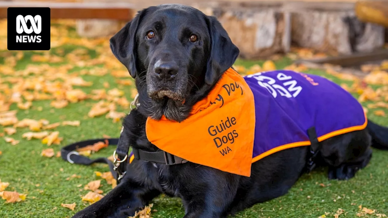 Support dogs pilot program's success at WA Children's Courts backed by research for statewide rollout