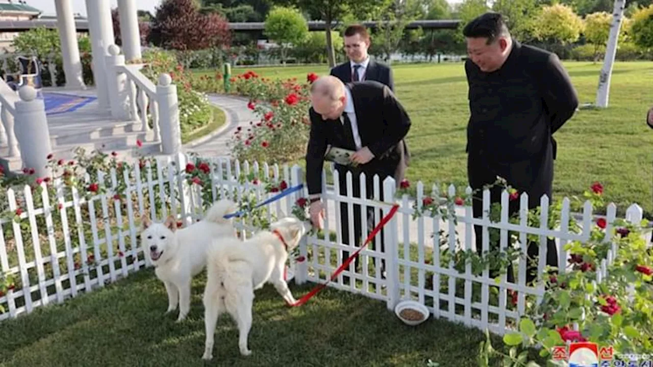 North Korea-Russia: किम जोंग उन ने कार के बदले पुतिन को तोहफे में दिया कुत्तों का जोड़ा, साथ में की घुड़सवारी