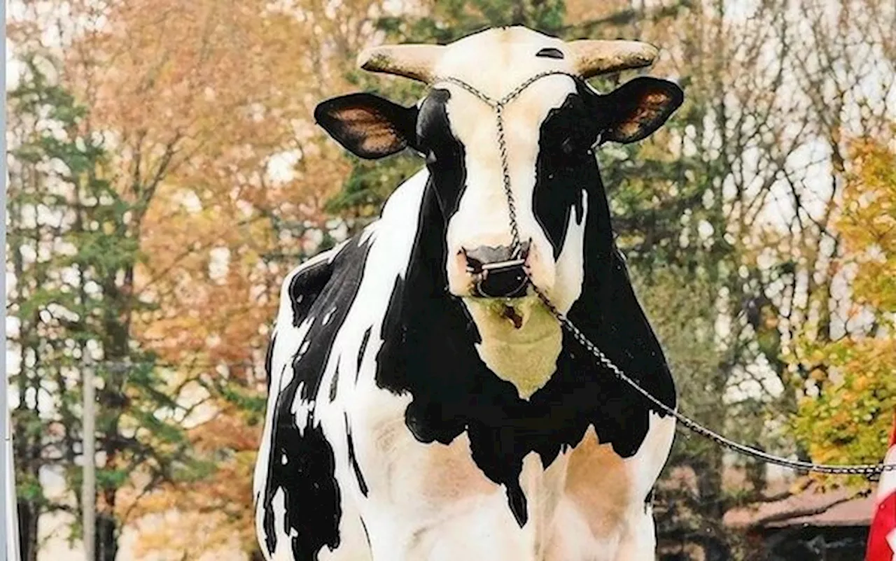 Hanover-Hill Inspiration war ein Segen für die Holsteinzucht