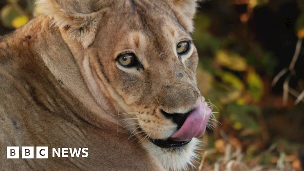 Zambia kills stray lions that prompted move to close schools