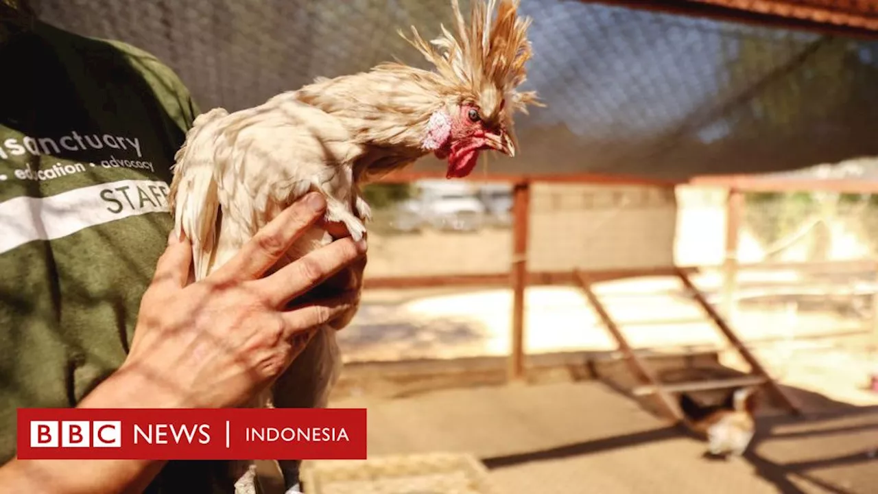 Apa itu flu burung dan haruskah kita khawatir ini akan memicu pandemi?