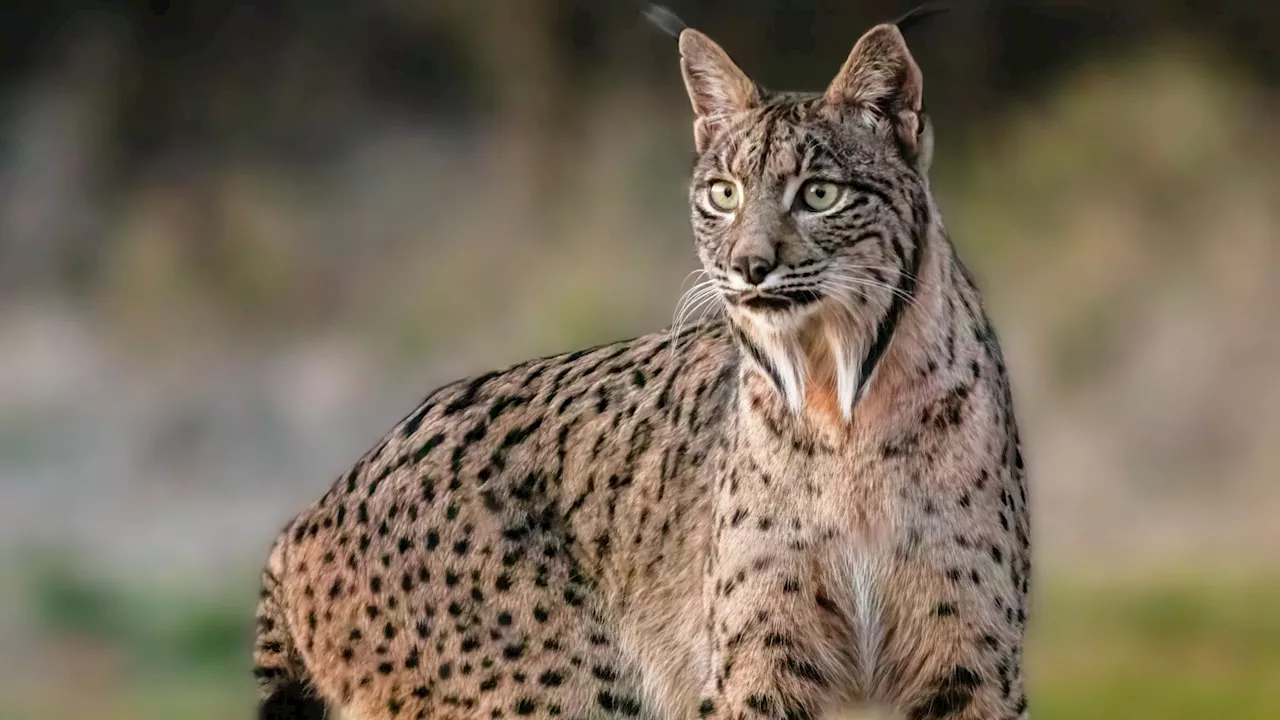 Le lynx ibérique n'est plus en voie de disparition en Espagne et au Portugal