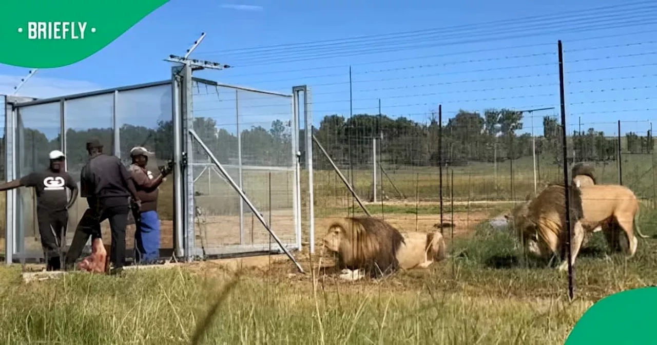 Viral Video of Men Feeding Lions at a Game Park Sparks Mixed Reactions Online