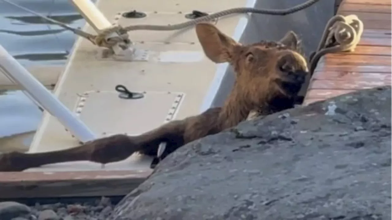 Alaska man helps trapped and shrieking baby moose — while avoiding its ...