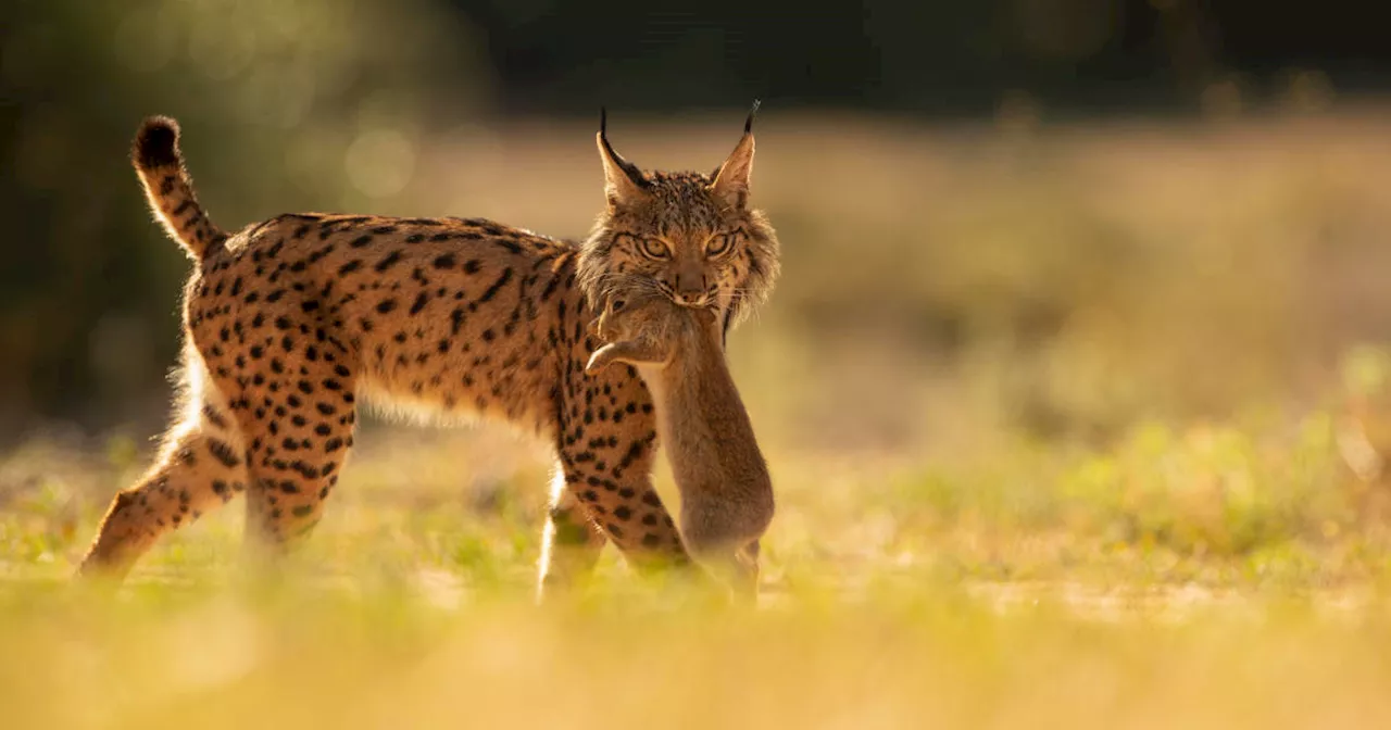 Iberian lynx rebounds from brink of extinction, hailed as the 'greatest recovery of a cat species ever achieved'