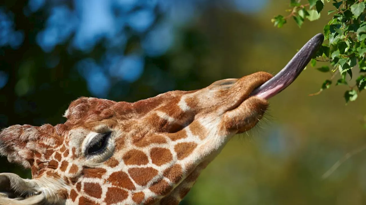 Giornata della giraffa, il Wwf: «Popolazione in lieve aumento, ma la specie rischia un'estinzione silenziosa»