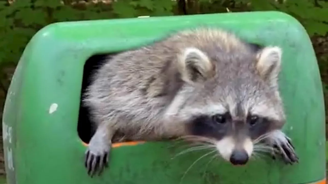 Raccoons spark chaos in German cities