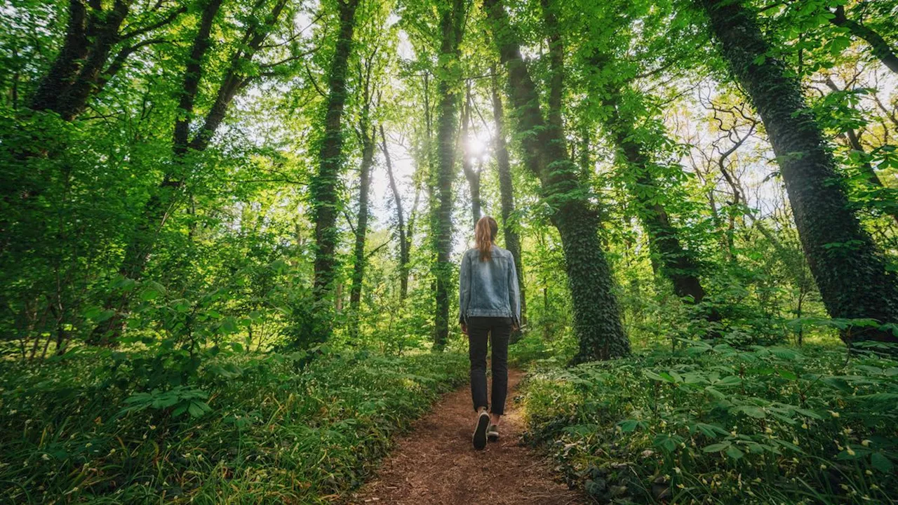 Neue Studie: Regelmäßige Spaziergänge beugen Rückenschmerzen effektiv vor