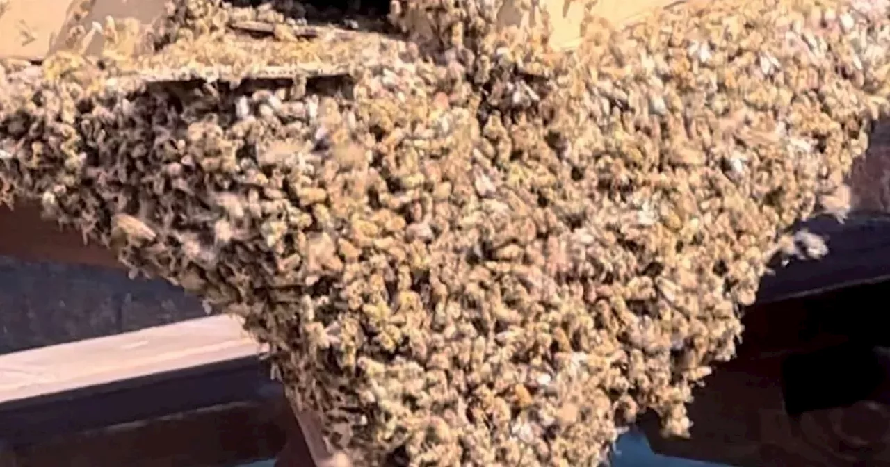 Men knew exactly what to do when huge bee swarm hit city pubs