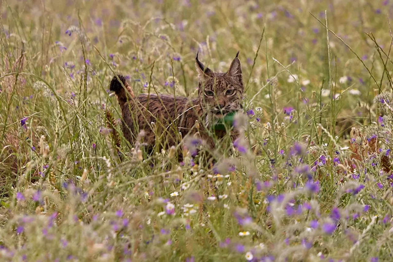 El lince ibérico deja de estar 'en peligro'