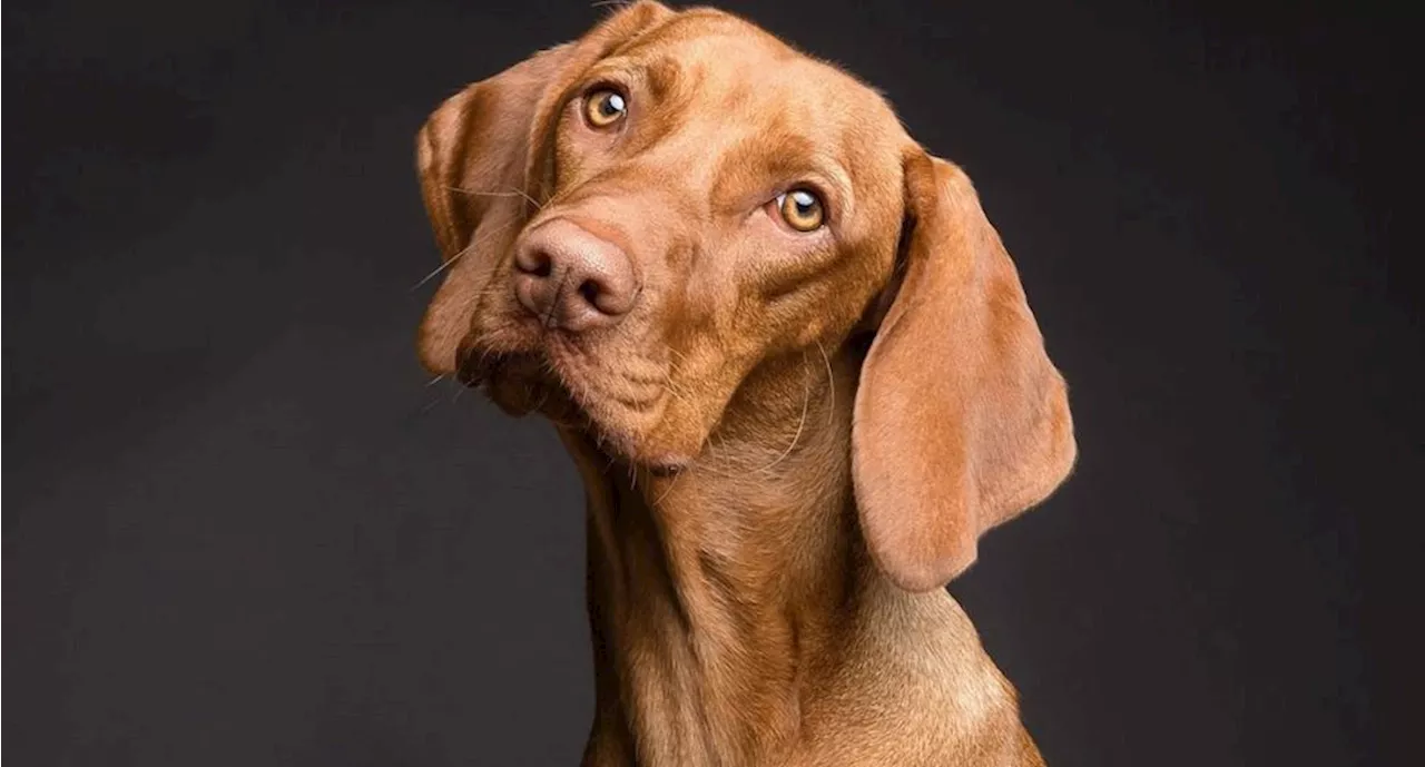 ¿Cómo advierten los perros de forma anticipada los problemas de salud de sus dueños, según ciencia?