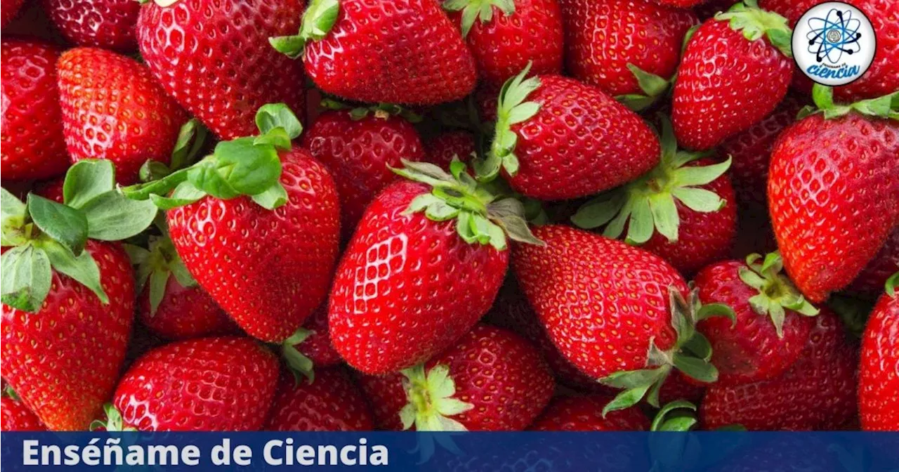 La manera correcta de lavar y desinfectar las fresas, según la ciencia