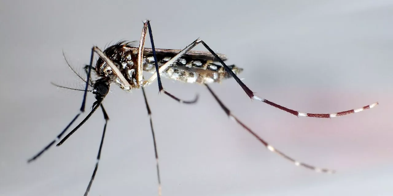 Krankheiten: Mehr als sechs Millionen Dengue-Fälle in Brasilien