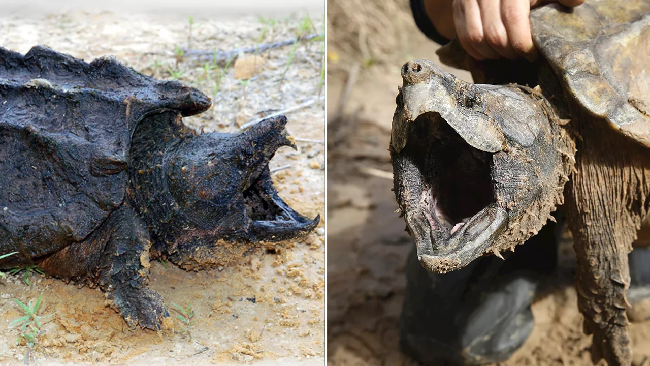 Prehistoric-looking alligator snapping turtles to be reintroduced into Kansas waters