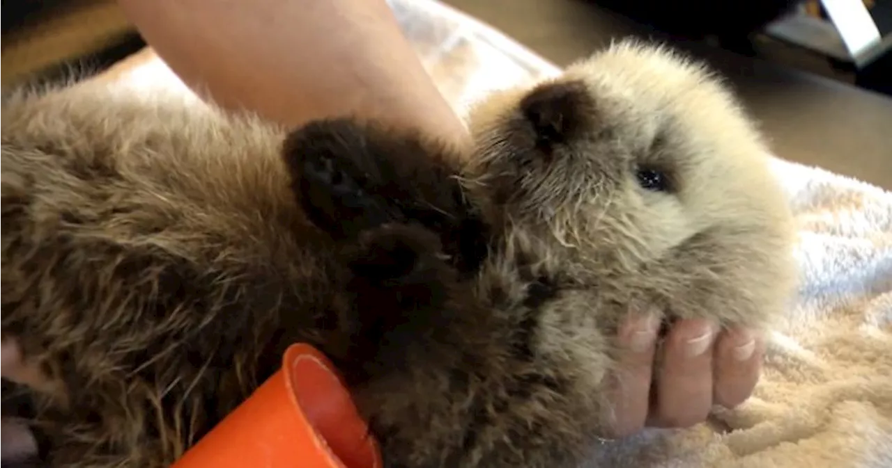 Rescued infant sea otter now getting round-the-clock care in Vancouver