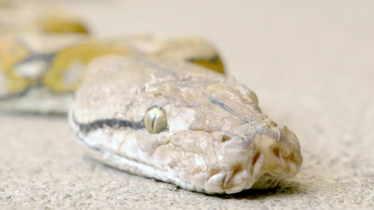 Mini-zoo viral over allegedly feeding live cat to python